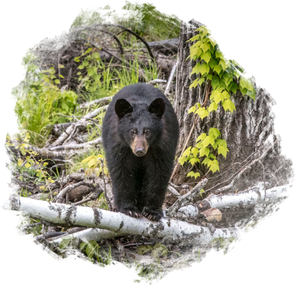 Rufus Lake Bear Hunt