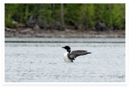 Rufus Lake Loon