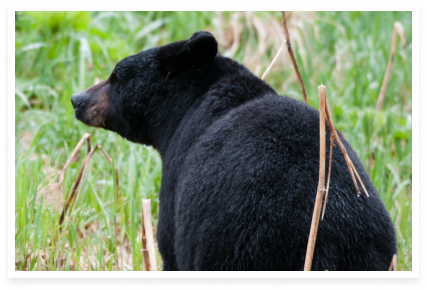 Rufus Lake Black Bear