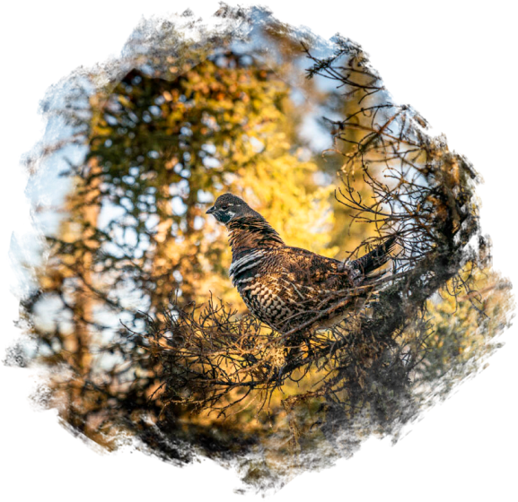 Rufus Lake Grouse