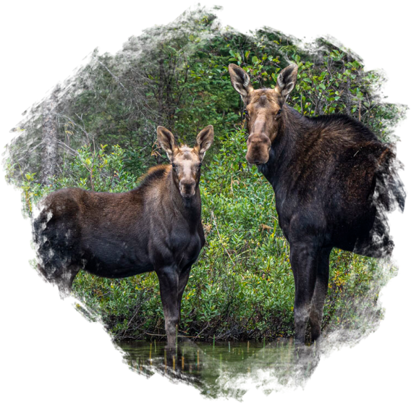 Rufus Lake Moose Hunt