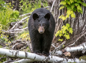 Rufus Lake Bear Hunt