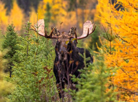 Rufus Lake Moose Hunt