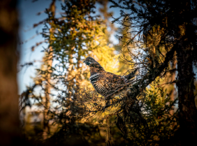 Rufus Lake Grouse and Duck